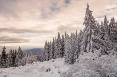 Gün batımında karlı manzara, Bulgaristan 'da kışın donmuş ağaçlar.