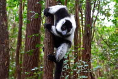 Bir siyah beyaz lemur bir ağacın dalında oturuyor.