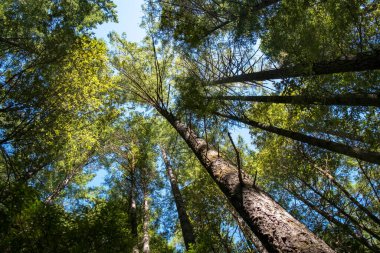Güneşli bir günde yeşil huş ağaçları