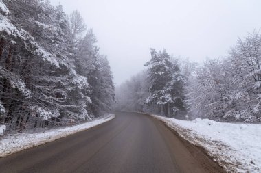 Sisli havada ağaçların arasında boş bir yol.