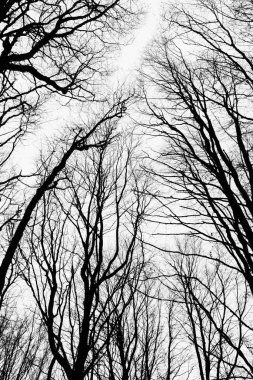 Doğada ağaç dalları, bitki örtüsü ve gökyüzü