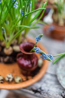 Tahta bir arka planda taze bahar çiçekleri ve bitkiler