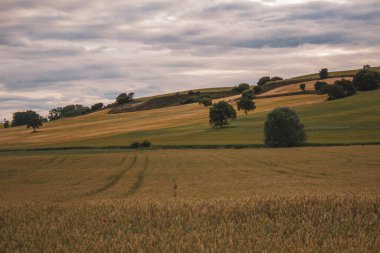 Kırsaldaki bir buğday tarlasının güzel bir görüntüsü.