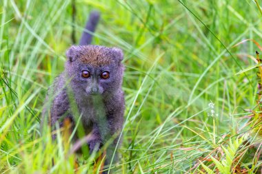 Uzun otların arasında bir bambu lemuru ilginç görünüyor.