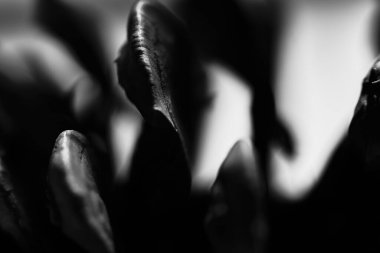 Bir grup insanın siyah beyaz fotoğrafı.