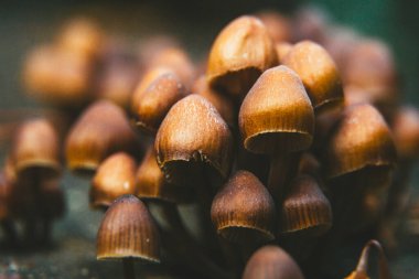 Ağaç dalından çıkan küçük mantarların ayrıntıları