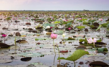 Kırmızı Lotus Udonthani Tayland Tayland (görünmeyen), at Lake stok fotoğraf