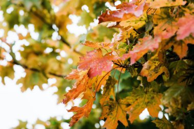 Sonbahar yaprakları, sonbahar bitkileri