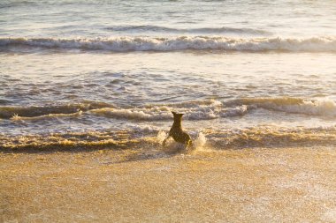 Kumsalda oynayan sevimli bir köpek..