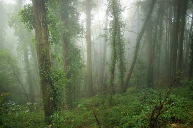 Güzel bir orman Sabah sisi