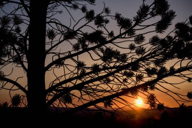 Ormandaki bir ağacın silueti doğanın arka planında