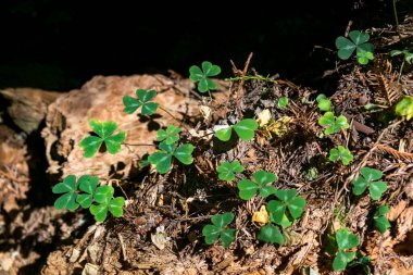 Yeşil çimenlikteki yonca yaprağı
