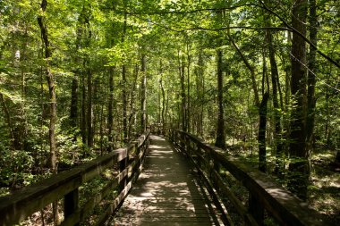 Ormanın güzel manzarası