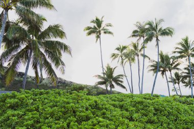  Palmiye ağaçlarıyla yamaçta görünüm
