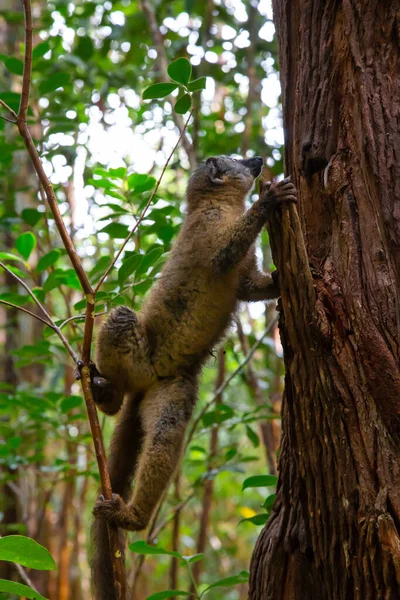 Den Bruna Maki Lemur Studsar Träden — Stockfoto