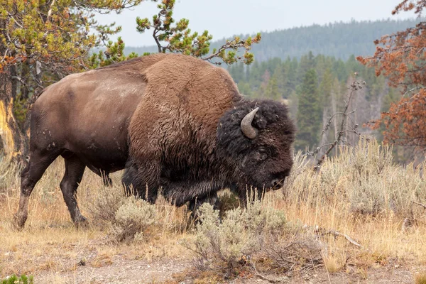 Bison Dans Parc National Yellowstone Wyoming — Photo
