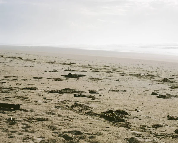 Koud Strand Met Aangespoeld Zeewier Hemelse Lucht — Stockfoto