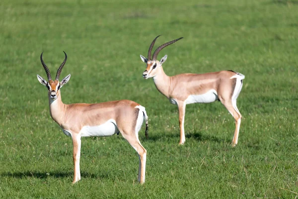 Een Grant Gazelles Een Groene Weide Een Nationaal Park Kenia — Stockfoto