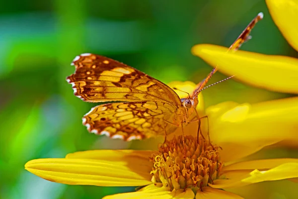 Hermosa Mariposa Una Flor —  Fotos de Stock