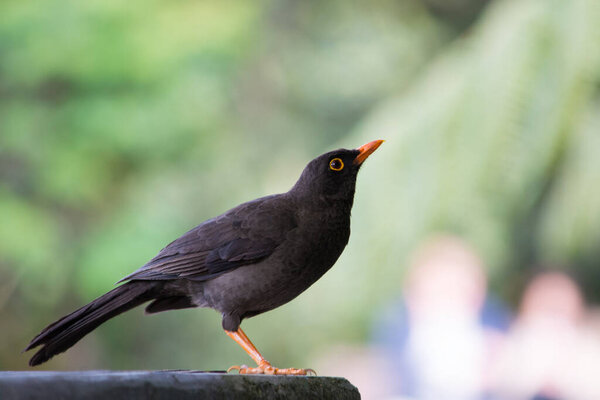 a closeup shot of a beautiful bird