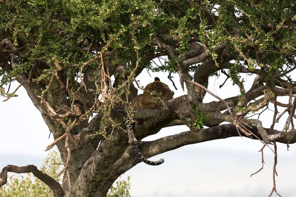 1羽のヒョウが木の枝の間で快適に落ち着いて休息しています — ストック写真