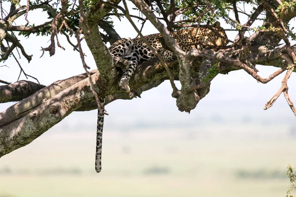 Leopardo Asentado Cómodamente Entre Las Ramas Árbol Para Descansar —  Fotos de Stock