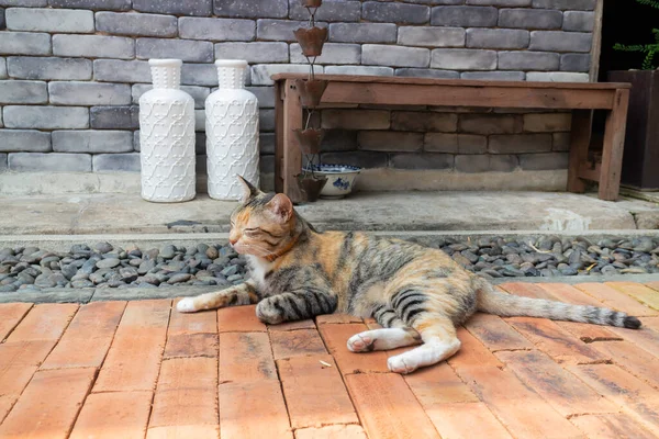 Kot Schłodzony Ceglanym Tle Podłogi Fotografia — Zdjęcie stockowe