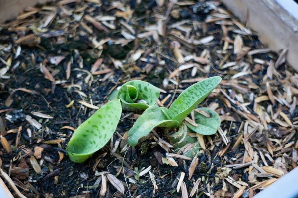 Junge Riesen Squill Masern Blattpflanze Archivbild — Stockfoto