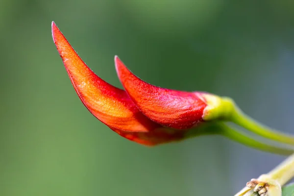 Uma Planta Exótica Com Belo Botão Vermelho — Fotografia de Stock
