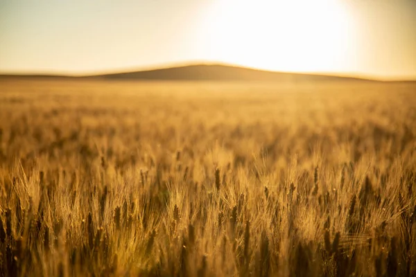 Weizenfeld Sonnenuntergang — Stockfoto