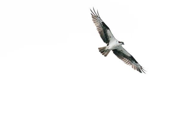 View Osprey Flying Clear Backdrop — стоковое фото