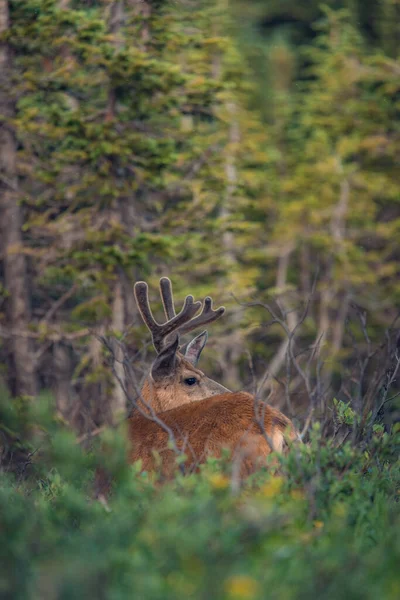 Closeup Shot Deer Forest Nature Background — 스톡 사진