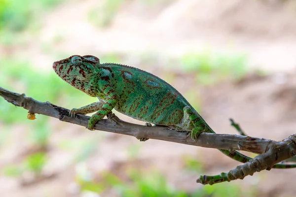 Egyik Kaméleon Egy Madagaszkári Esőerdő Egyik Ágán Mozog — Stock Fotó