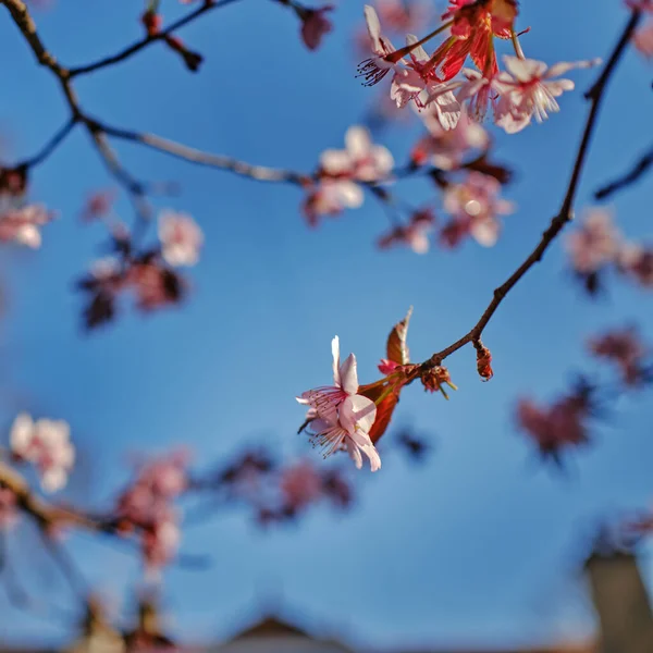 花园里美丽的粉红色花朵 — 图库照片