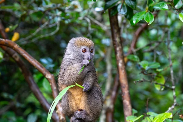 Pequeño Lémur Una Rama Come Una Brizna Hierba — Foto de Stock