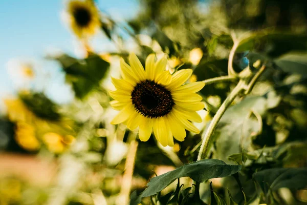 Solros Fältet — Stockfoto