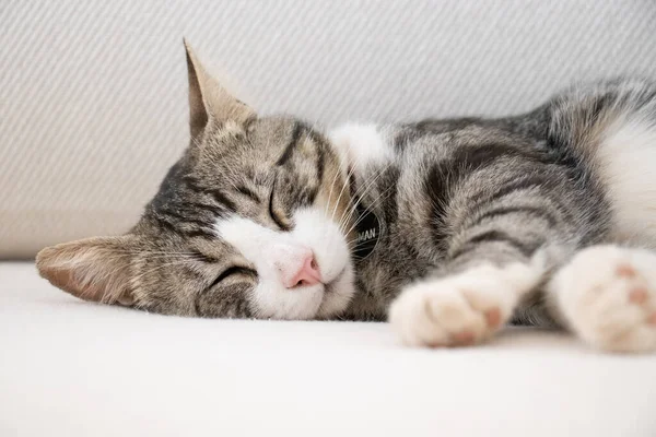 Милый Маленький Котенок Лежащий Полу — стоковое фото