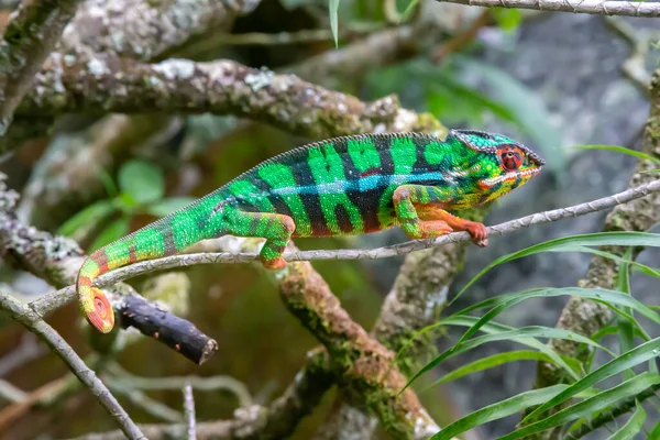 Bir Bukalemun Madagaskar Daki Bir Yağmur Ormanında Bir Dal Boyunca — Stok fotoğraf