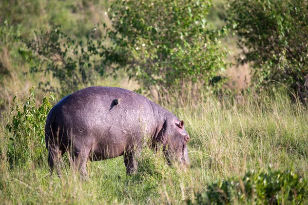 Hippopotame Broute Dans Une Prairie — Photo