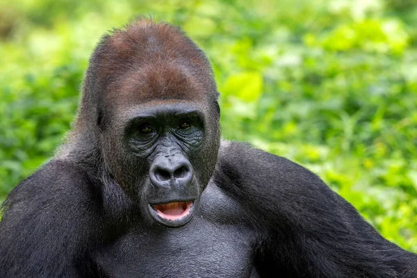 Gorilla Allo Zoo — Foto Stock
