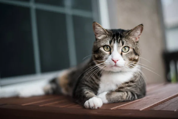 Katze Auf Dem Boden — Stockfoto