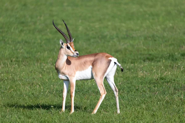 Ein Grant Gazellen Auf Einer Grünen Weide Einem Nationalpark Kenia — Stockfoto