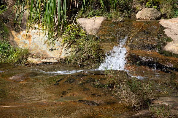 Pequeño Arroyo Fluye Sobre Rocas Entre Diferentes Plantas — Foto de Stock