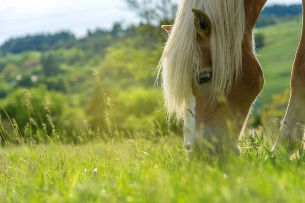 春の牧草地で美しい赤い馬の放牧 — ストック写真