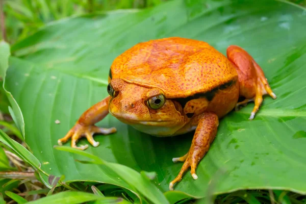 Una Gran Rana Naranja Está Sentada Sobre Una Hoja Verde —  Fotos de Stock