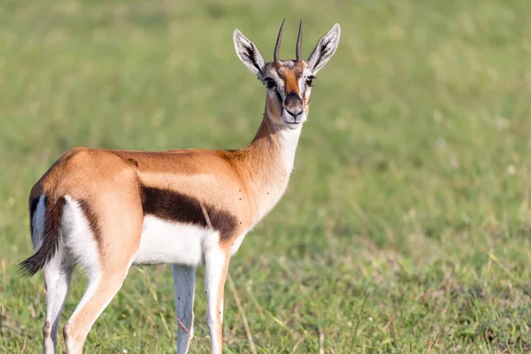 Thomson Gazellen Midden Een Grazig Landschap Keniaanse Savanne — Stockfoto