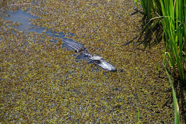 Poissons Dans Eau — Photo