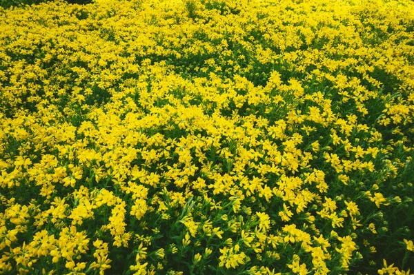Yellow Flowers Field — Stock Photo, Image
