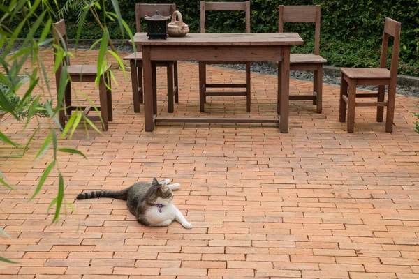 Evcil Kedi Eski Bir Bahçede Soğumuş Stok Fotoğrafı — Stok fotoğraf