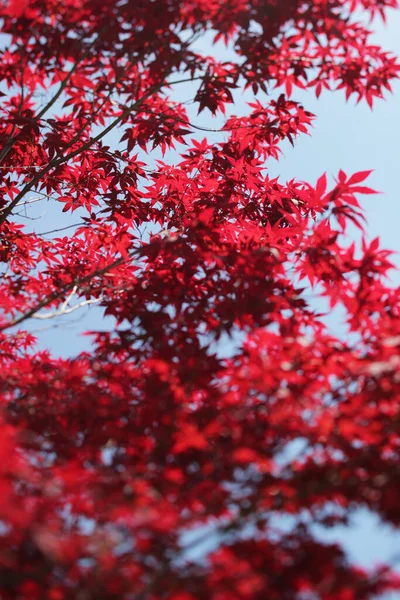 Ormandaki Kırmızı Rowan Ağacı — Stok fotoğraf